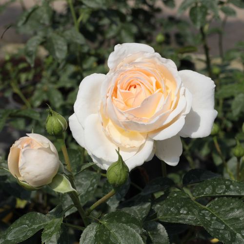 Márton Áron Stromkové ruže s kvetmi čajohybridov